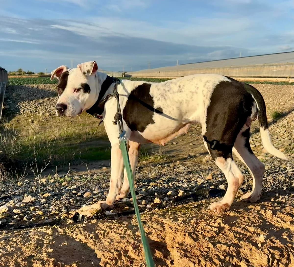NALA (PPP), female Mixed Breed for adoption at Murcia), Lips Rescue