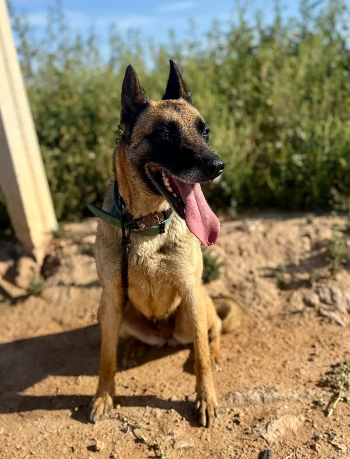NAUZET, female Mixed Breed for adoption at Murcia), Lips Rescue