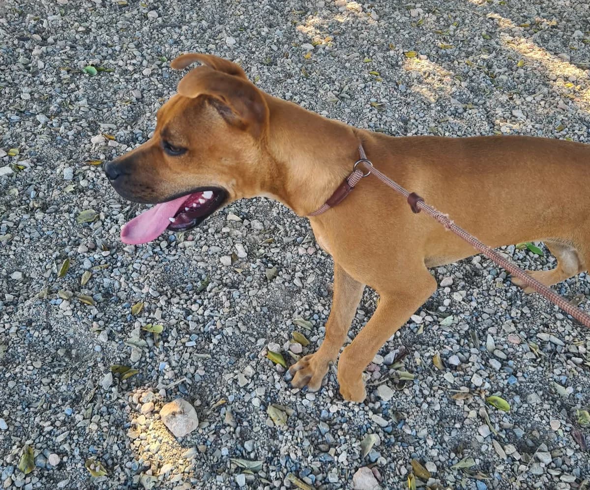 NELLIE, female puppy Mixed Breed for adoption at Murcia), Lips Rescue