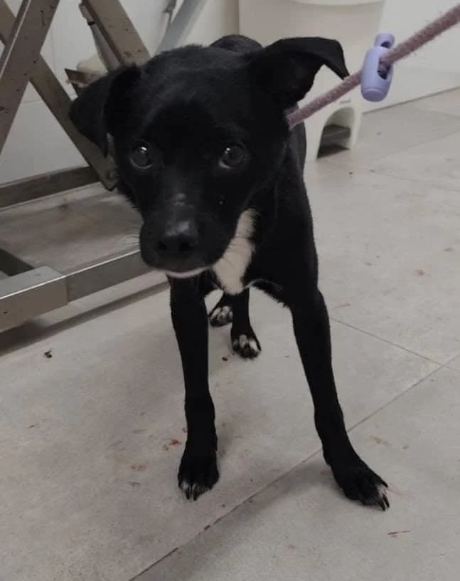 ONYX, Mixed Breed (Murcia))