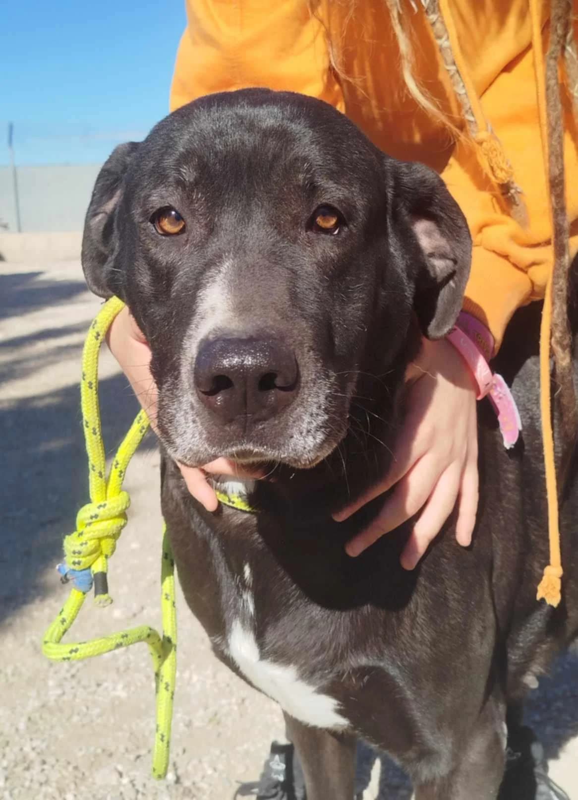 OSA, female Mixed Breed for adoption at Murcia), Lips Rescue
