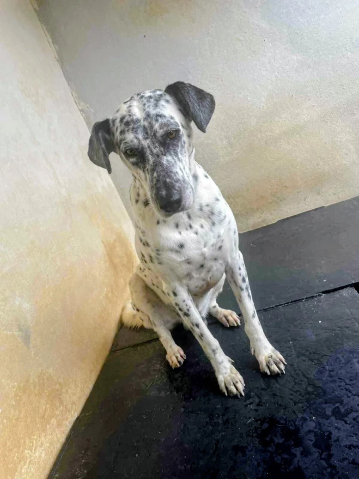 OTIS, male Mixed Breed for adoption at Murcia), Lips Rescue