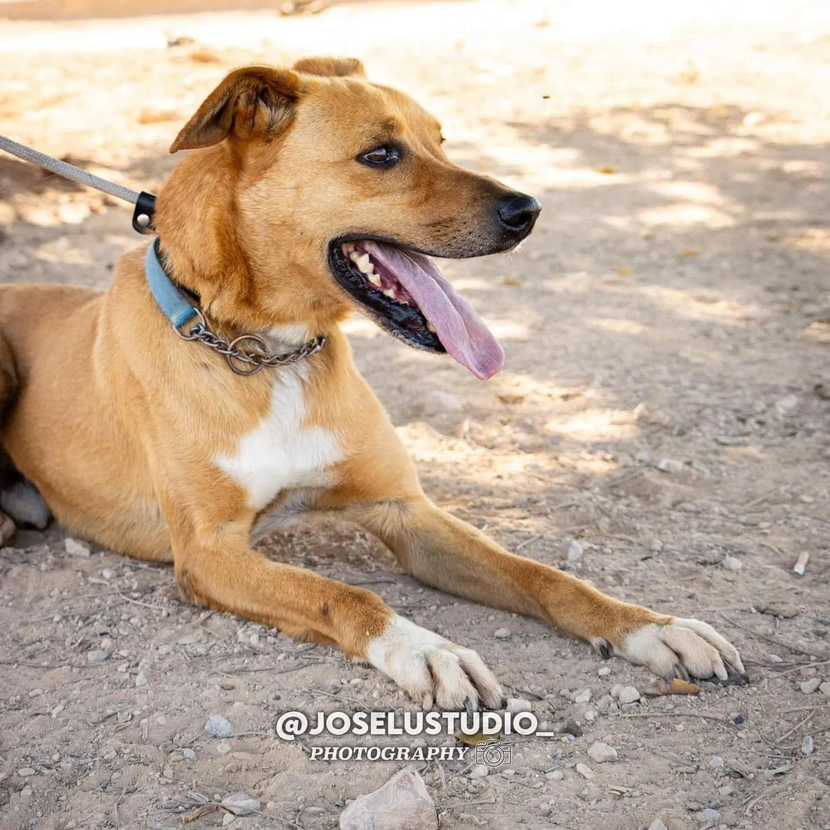 OTTO, male 6yo Mixed Breed for adoption at Murcia), Lips Rescue