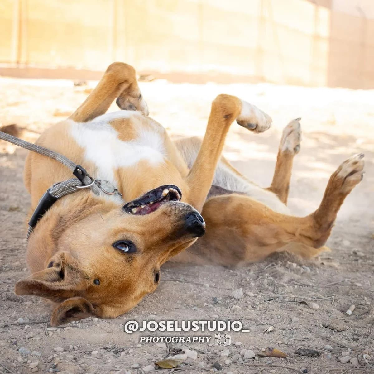OTTO, male Mixed Breed for adoption at Murcia), Lips Rescue photo 2