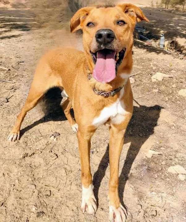 OTTO, male Mixed Breed for adoption at Murcia), Lips Rescue photo 3