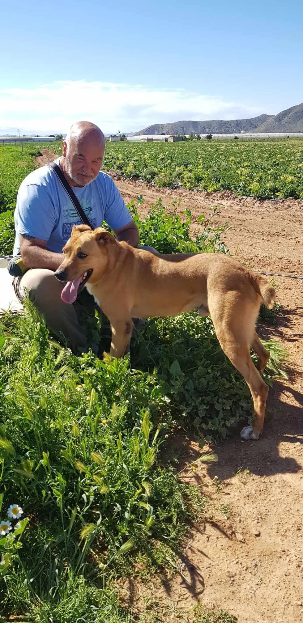 OTTO, male Mixed Breed for adoption at Murcia), Lips Rescue photo 4