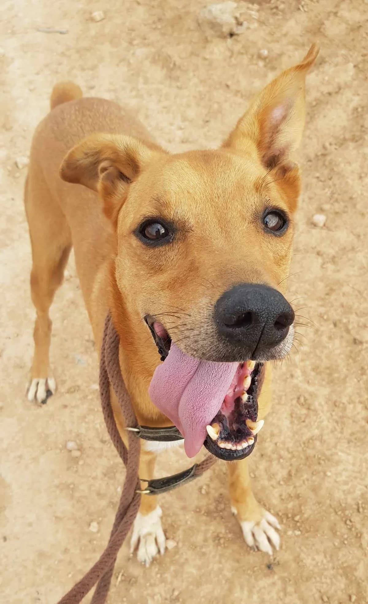 OTTO, male Mixed Breed for adoption at Murcia), Lips Rescue photo 5