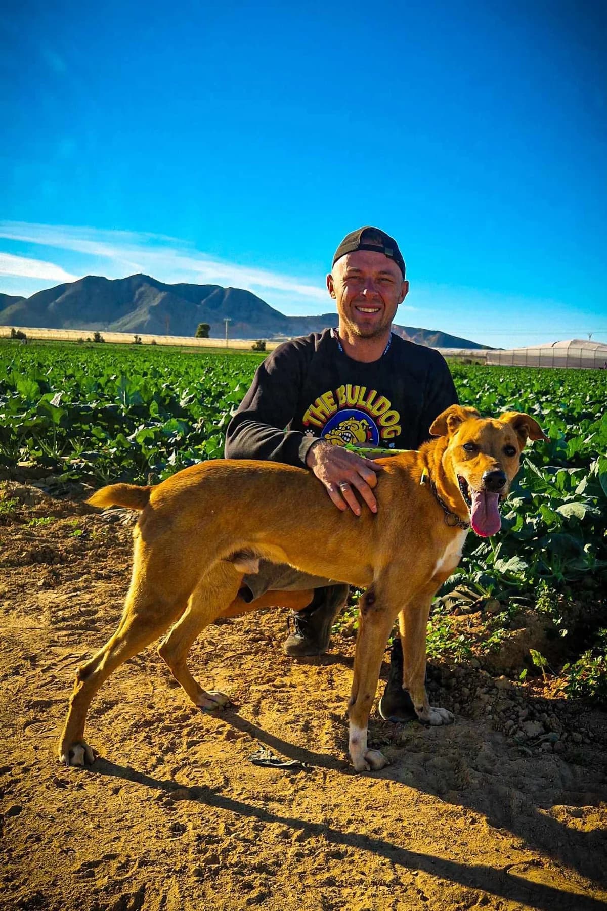 OTTO, male Mixed Breed for adoption at Murcia), Lips Rescue photo 8