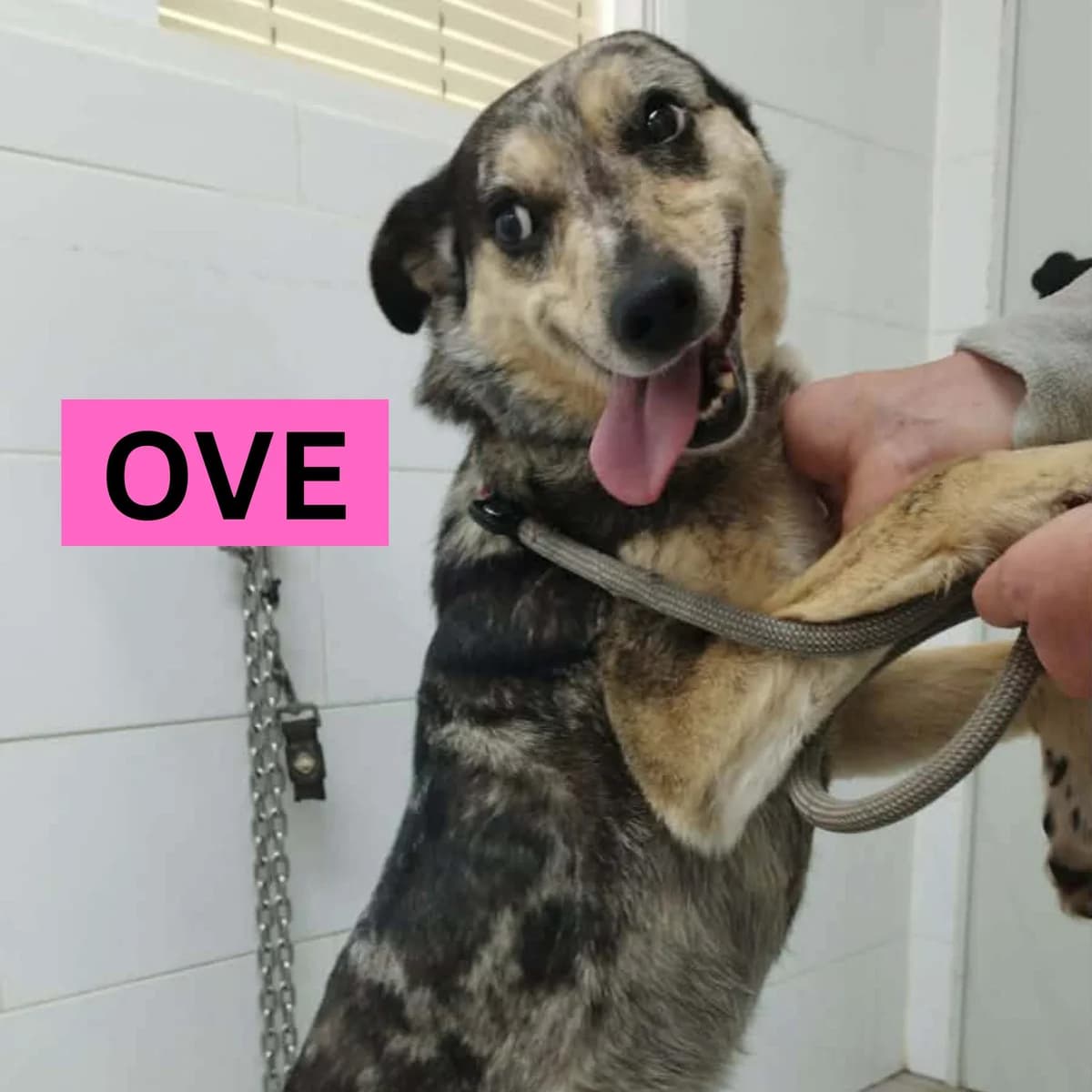 OVE - IN FOSTER, female Mixed Breed for adoption at Murcia), Lips Rescue