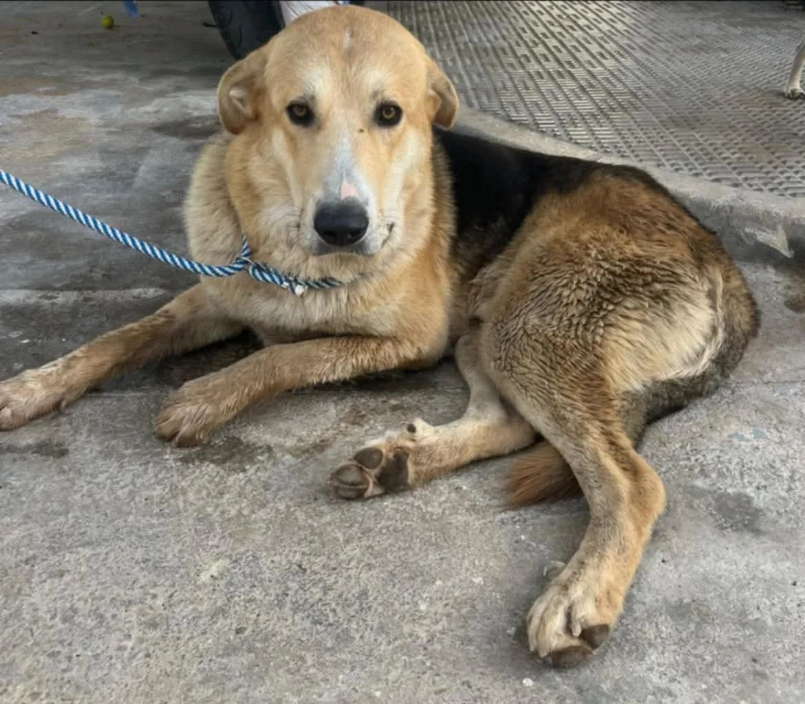 PANCHO, male Mixed Breed for adoption at Murcia), Lips Rescue