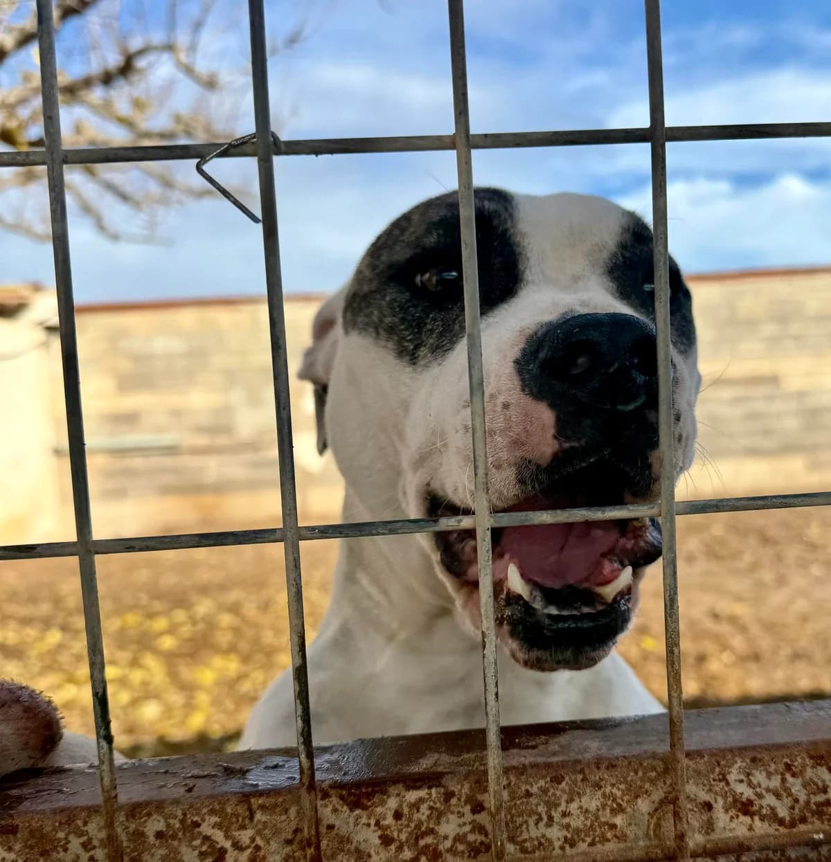 PANDA (PPP), female Staffordshire Bull Terrier for adoption at Murcia), Lips Rescue