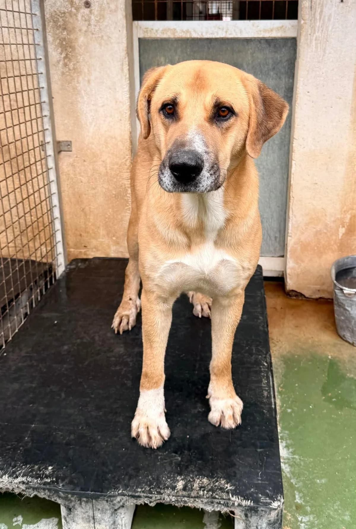 PARKER, male Mixed Breed for adoption at Murcia), Lips Rescue