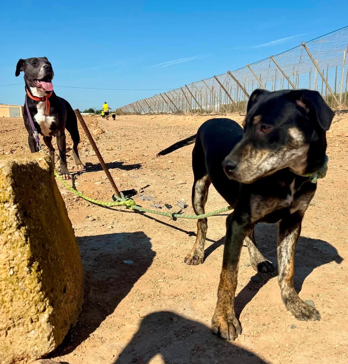 PIA (PPP), female Mixed Breed for adoption at Murcia), Lips Rescue