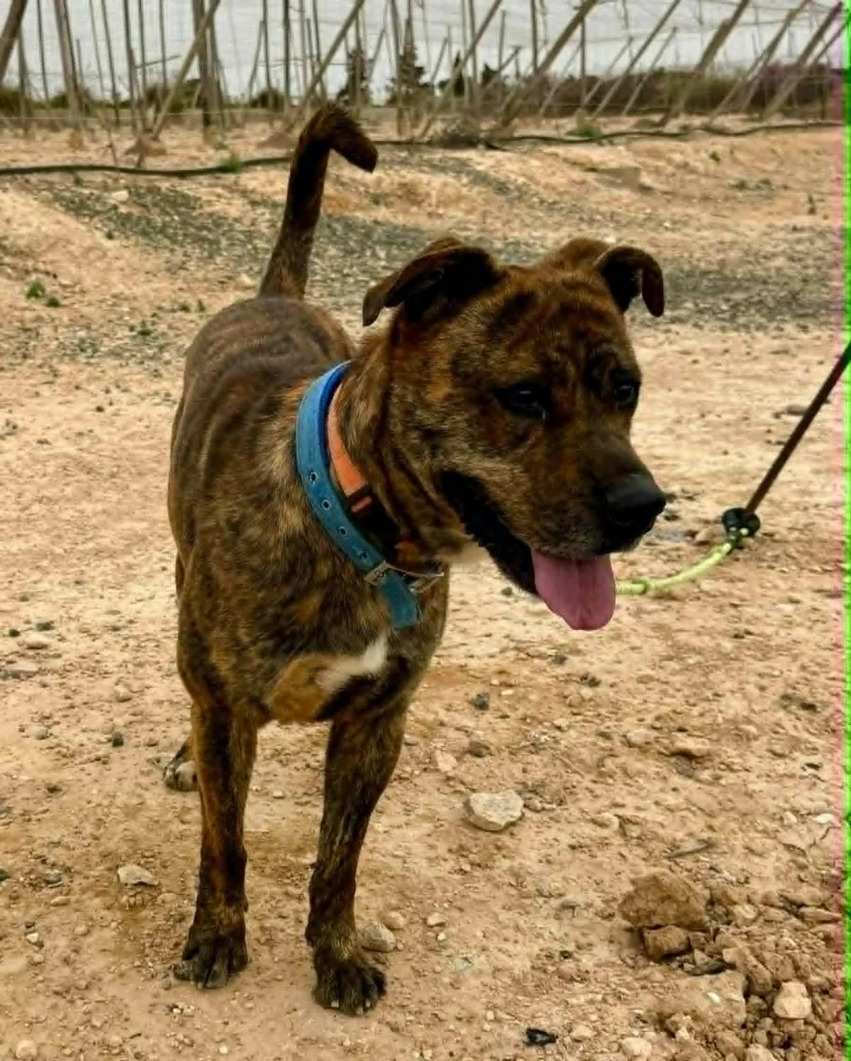 RAISER (PPP), male Mixed Breed for adoption at Murcia), Lips Rescue