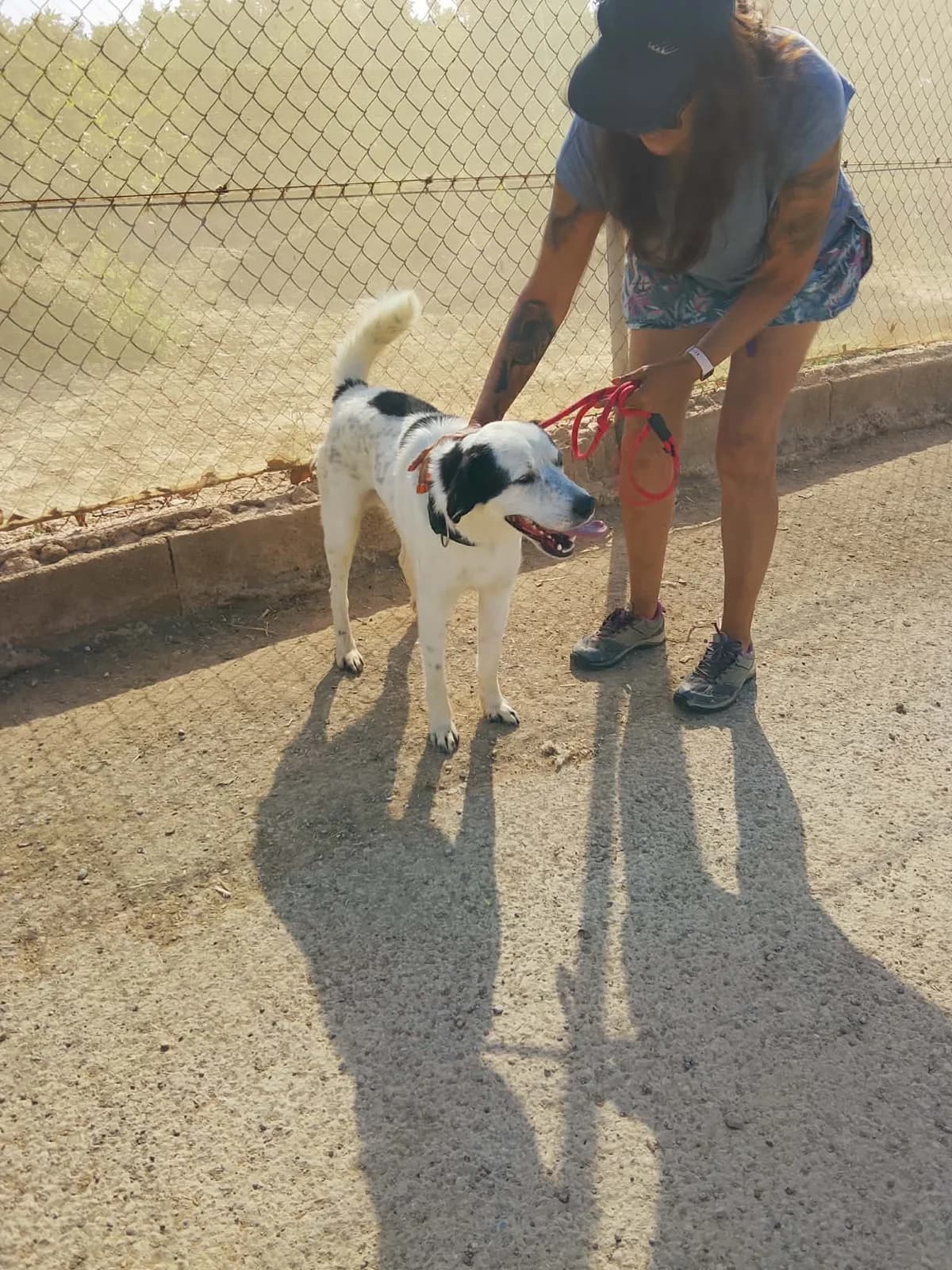 RAYCO, male Mixed Breed for adoption at Murcia), Lips Rescue