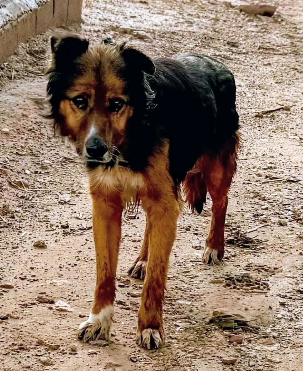 REUBEN, male Mixed Breed for adoption at Murcia), Lips Rescue