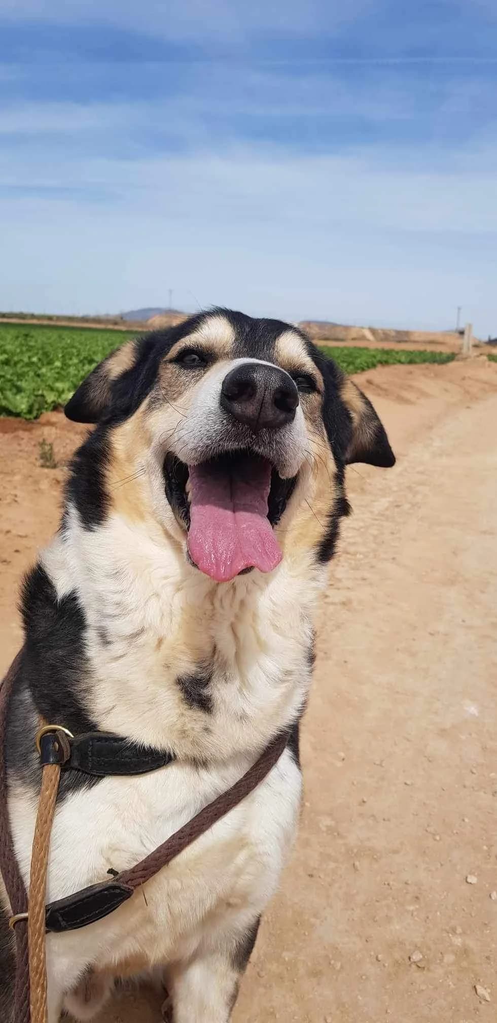 REX **RESERVED** 9/1/25 (LIPS FRANCE), male Mixed Breed for adoption at Murcia), Lips Rescue