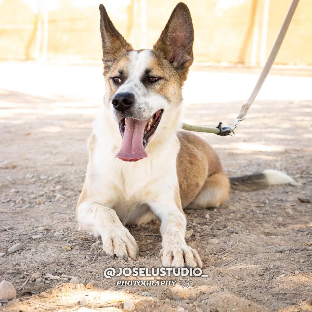 ROCKO, male Mixed Breed for adoption at Murcia), Lips Rescue