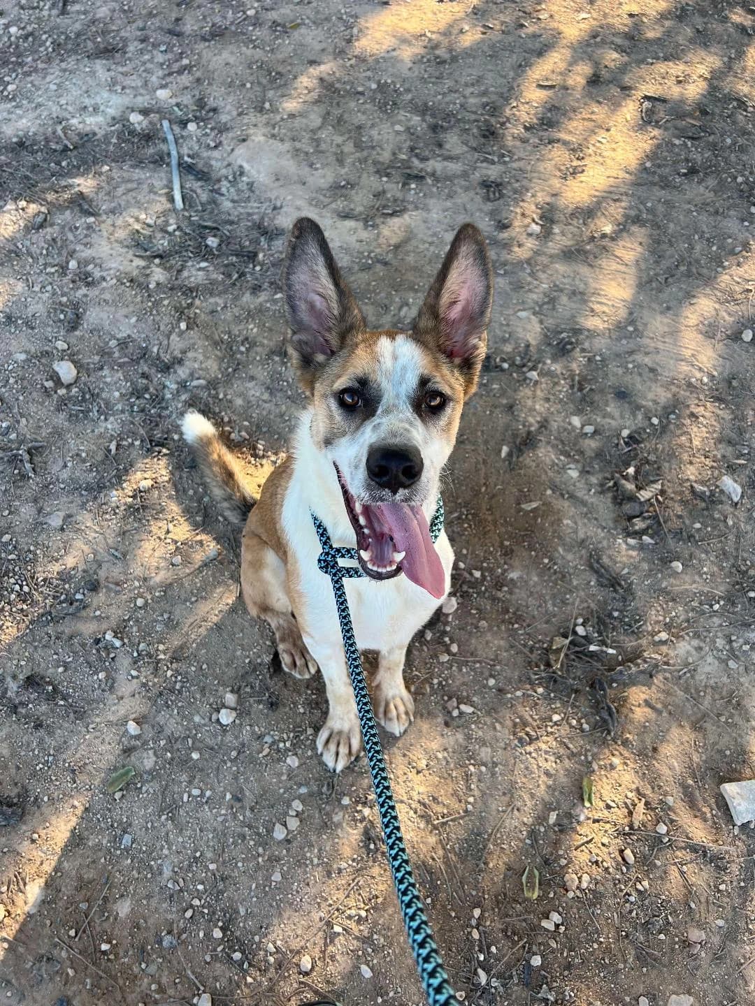 ROCKO, male Mixed Breed for adoption at Murcia), Lips Rescue photo 2