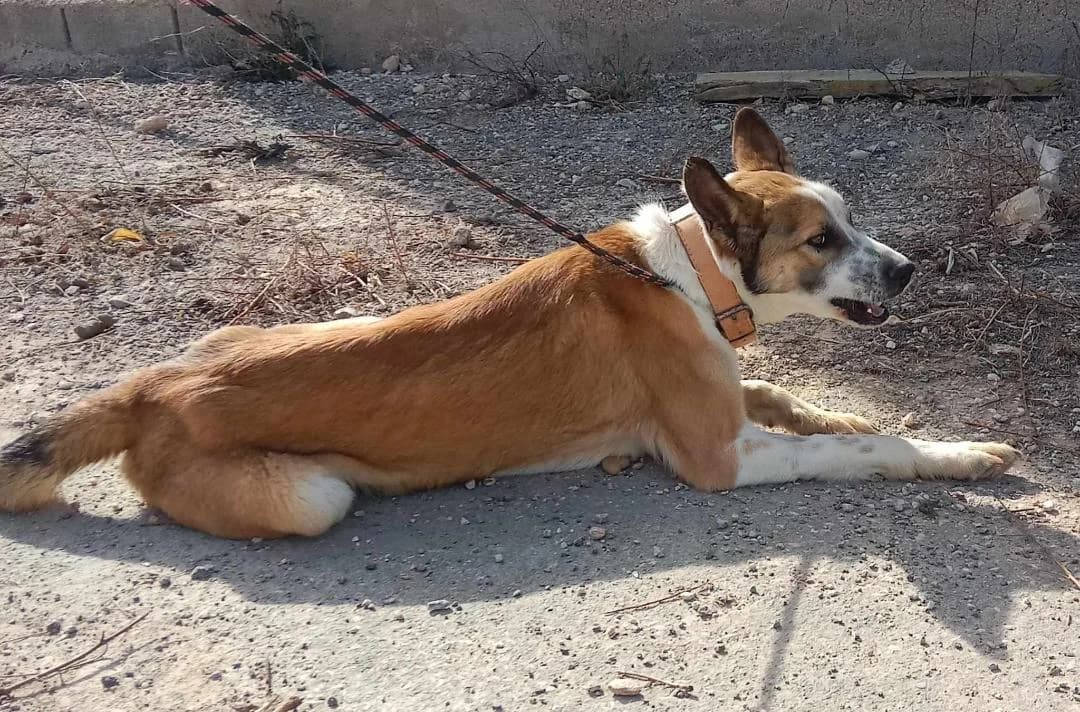 ROCKO, male Mixed Breed for adoption at Murcia), Lips Rescue photo 3