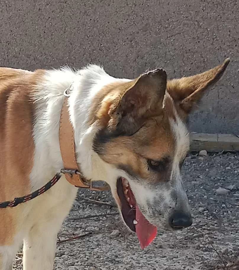 ROCKO, male Mixed Breed for adoption at Murcia), Lips Rescue photo 4