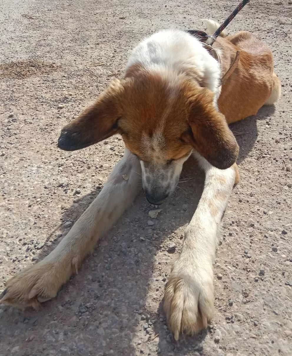 ROCKO, male Mixed Breed for adoption at Murcia), Lips Rescue photo 5