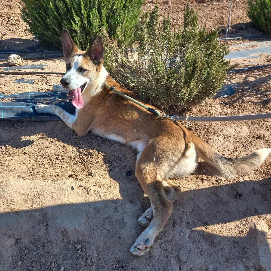ROCKO, male Mixed Breed for adoption at Murcia), Lips Rescue photo 6