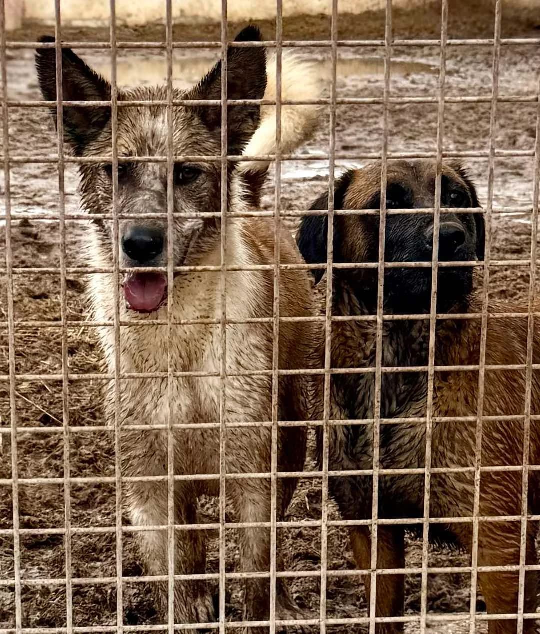 ROCKO, male Mixed Breed for adoption at Murcia), Lips Rescue photo 7