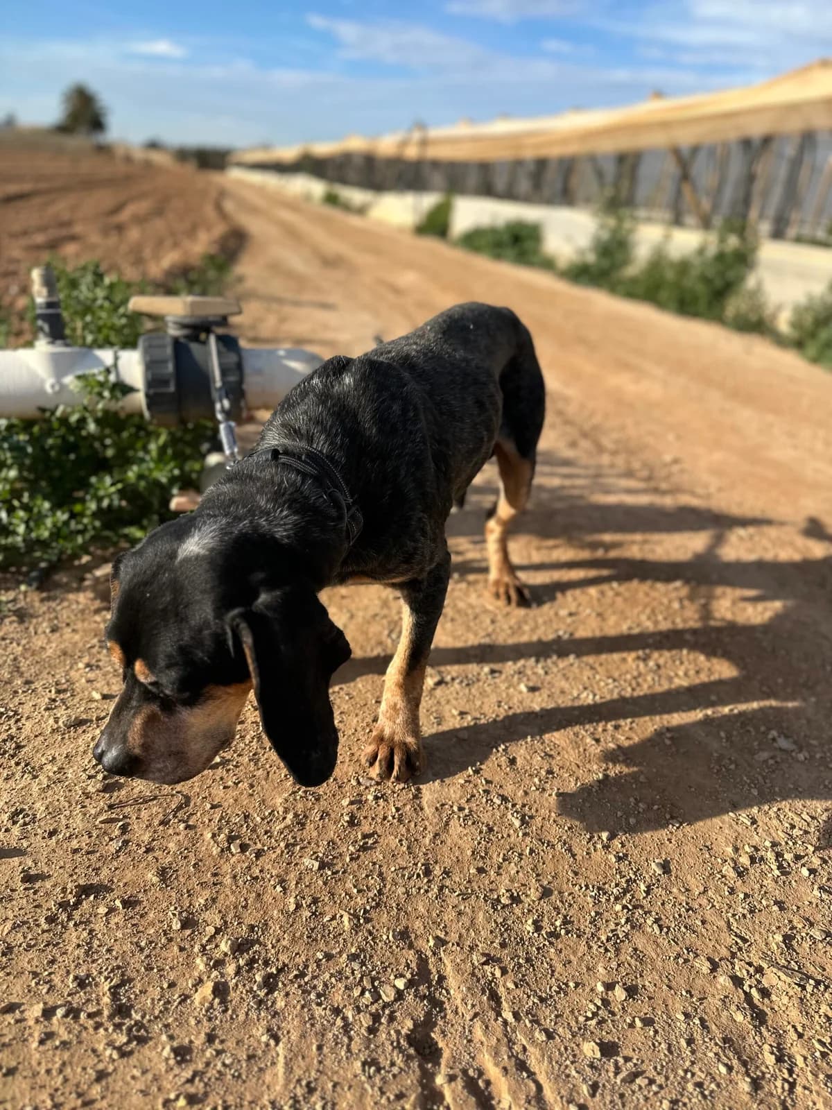 ROI, male Mixed Breed for adoption at Murcia), Lips Rescue