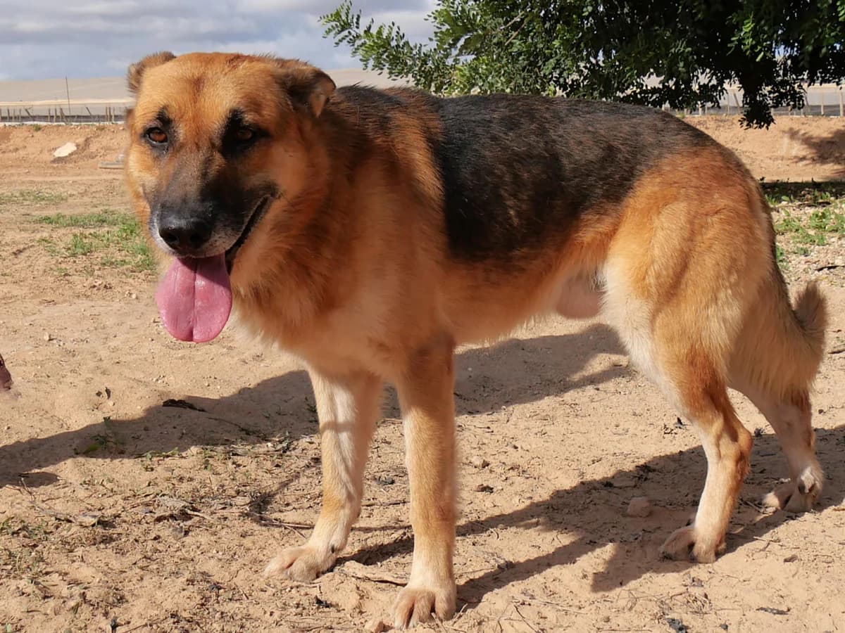 RONAN, male Mixed Breed for adoption at Murcia), Lips Rescue