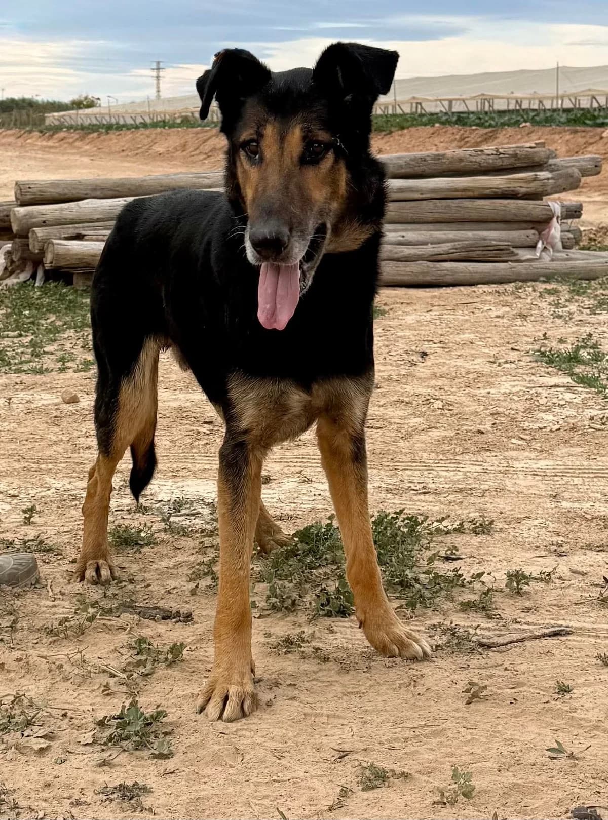 RUNI, male Mixed Breed for adoption at Murcia), Lips Rescue