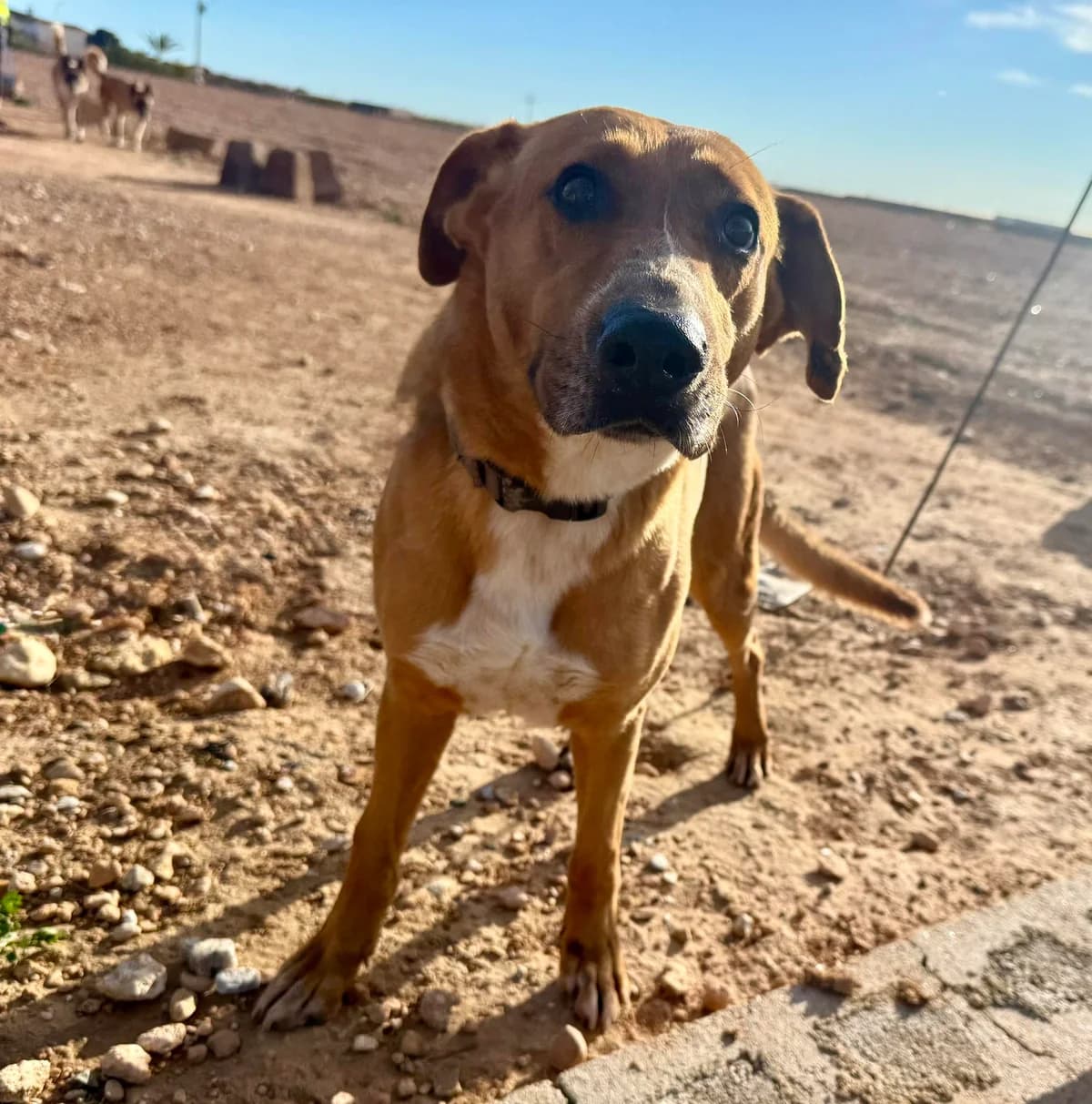 SANDY, male Mixed Breed for adoption at Murcia), Lips Rescue