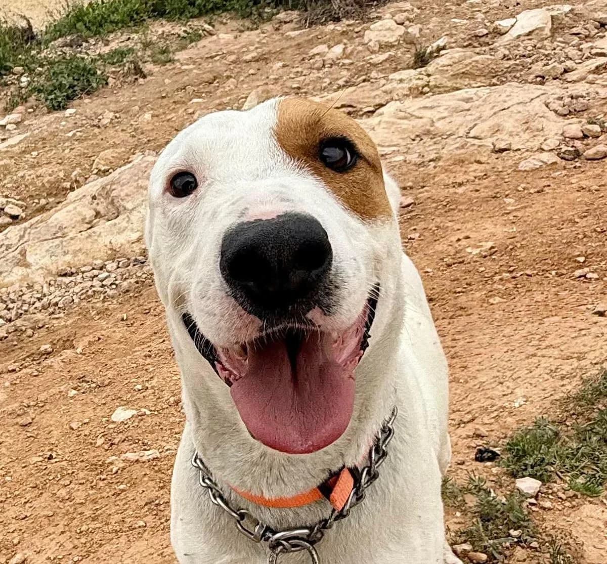 SEAN, male Mixed Breed for adoption at Murcia), Lips Rescue