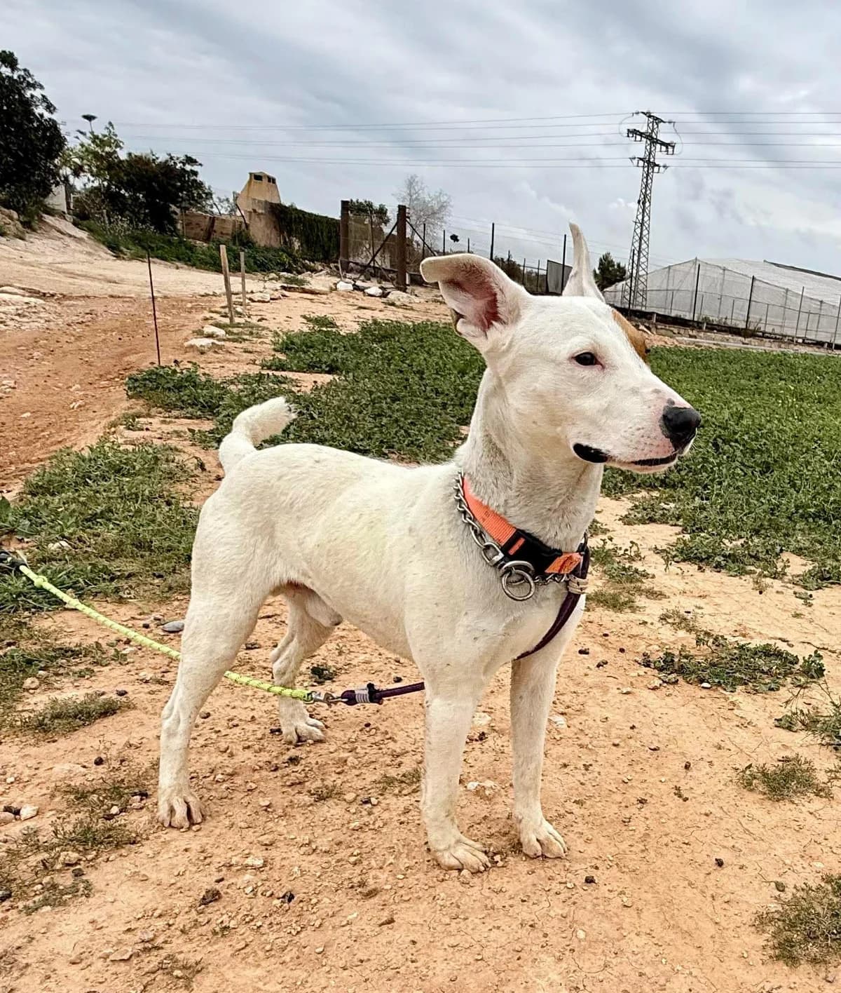 SEAN, male Mixed Breed for adoption at Murcia), Lips Rescue — photo 2 of 16