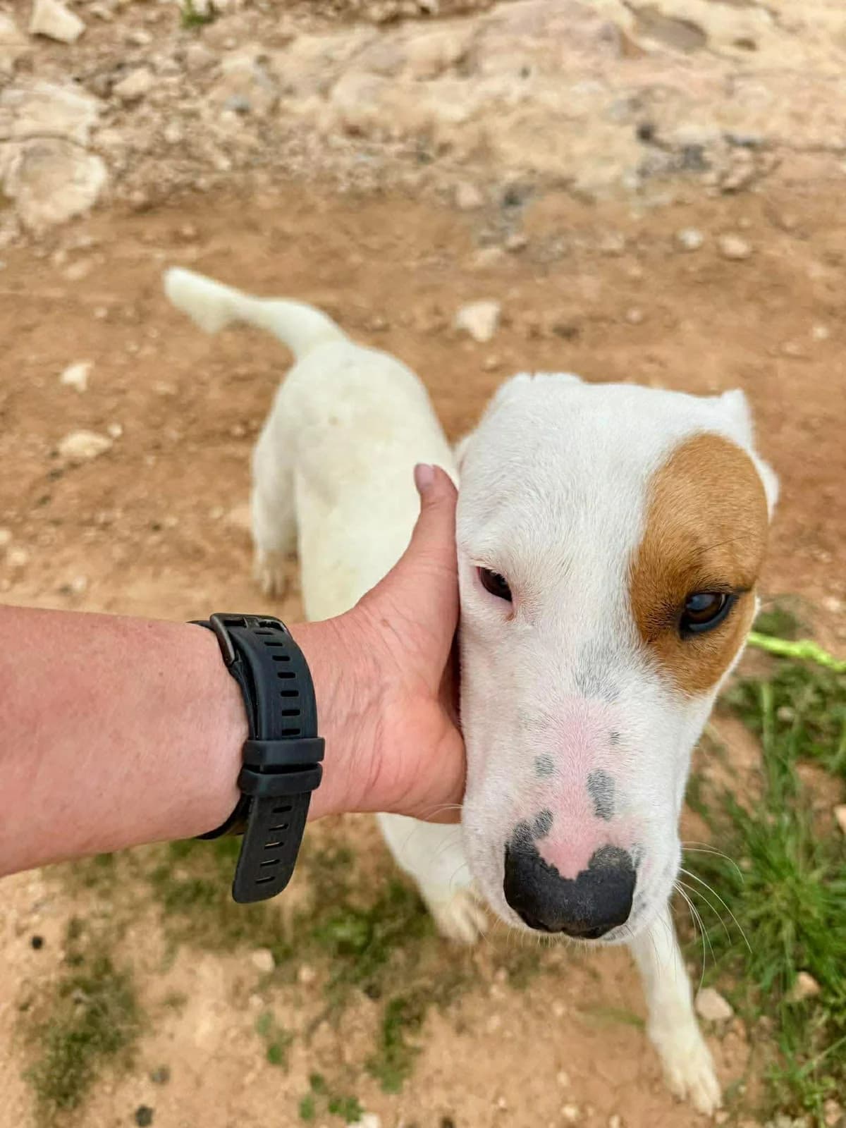 SEAN, male Mixed Breed for adoption at Murcia), Lips Rescue — photo 3 of 16