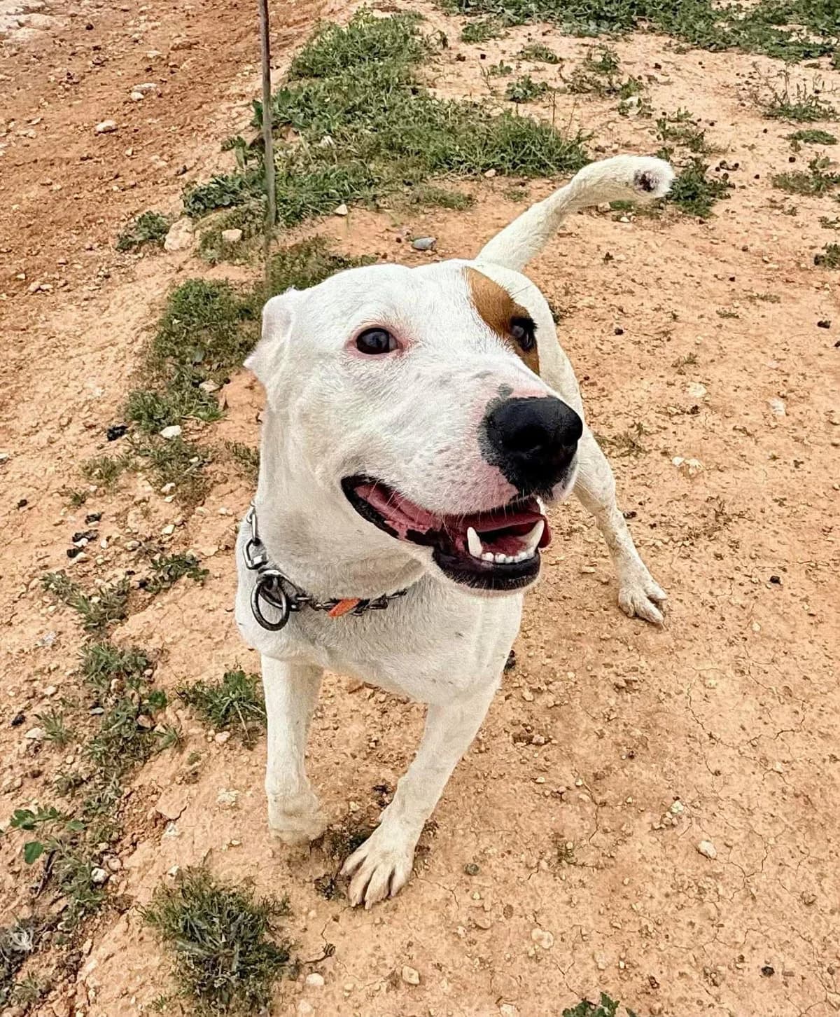 SEAN, male Mixed Breed for adoption at Murcia), Lips Rescue — photo 4 of 16