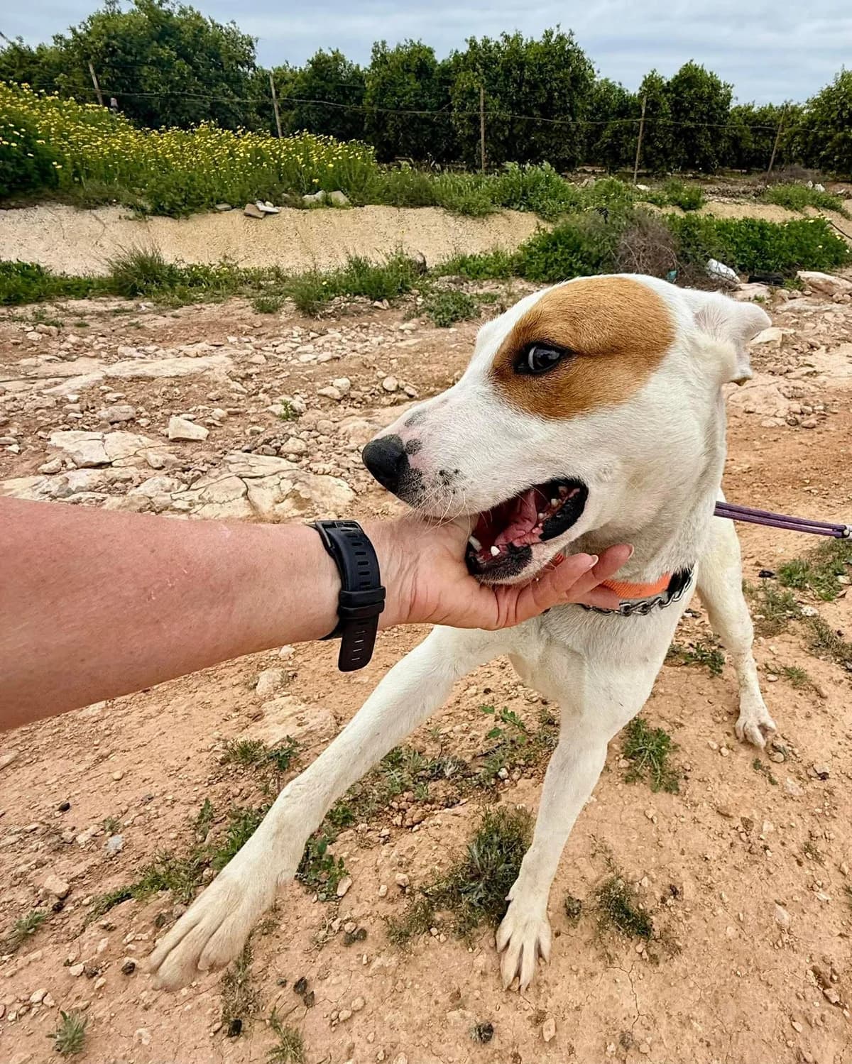 SEAN, male Mixed Breed for adoption at Murcia), Lips Rescue — photo 5 of 16