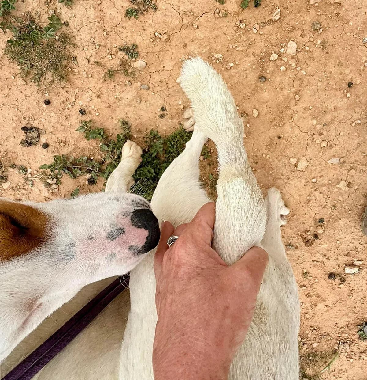 SEAN, male Mixed Breed for adoption at Murcia), Lips Rescue — photo 6 of 16