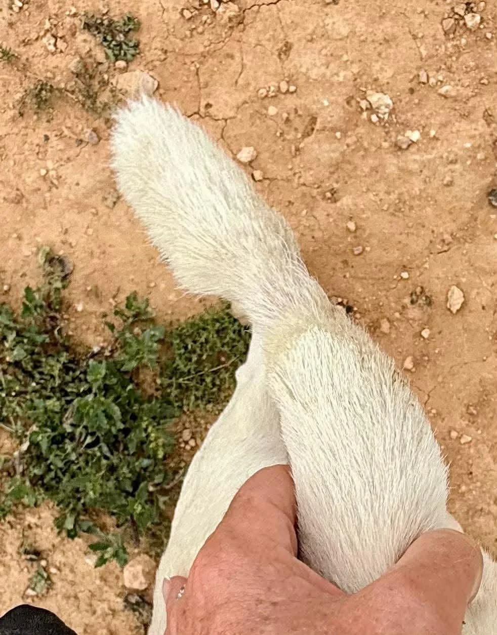 SEAN, male Mixed Breed for adoption at Murcia), Lips Rescue — photo 7 of 16