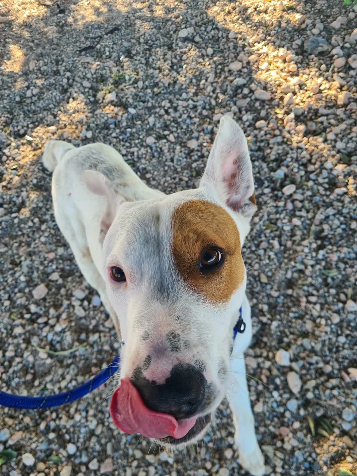SEAN, male Mixed Breed for adoption at Murcia), Lips Rescue — photo 8 of 16