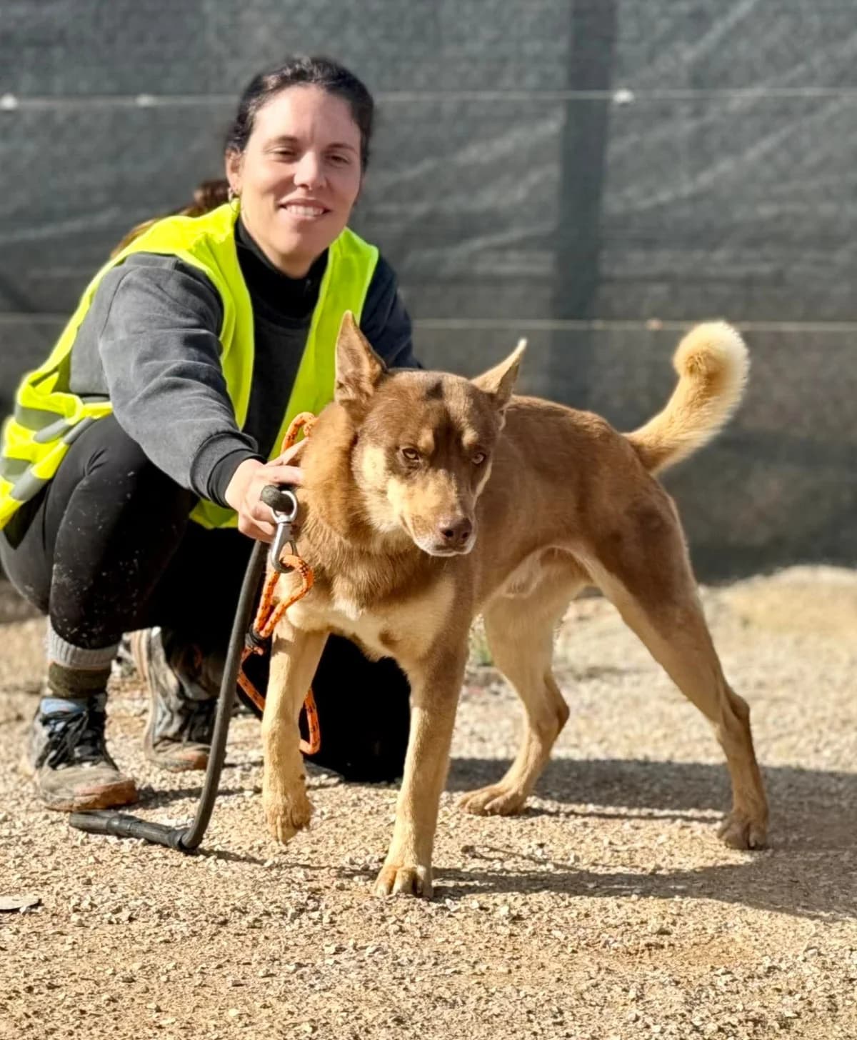 SEBAS, male Mixed Breed for adoption at Lips Rescue