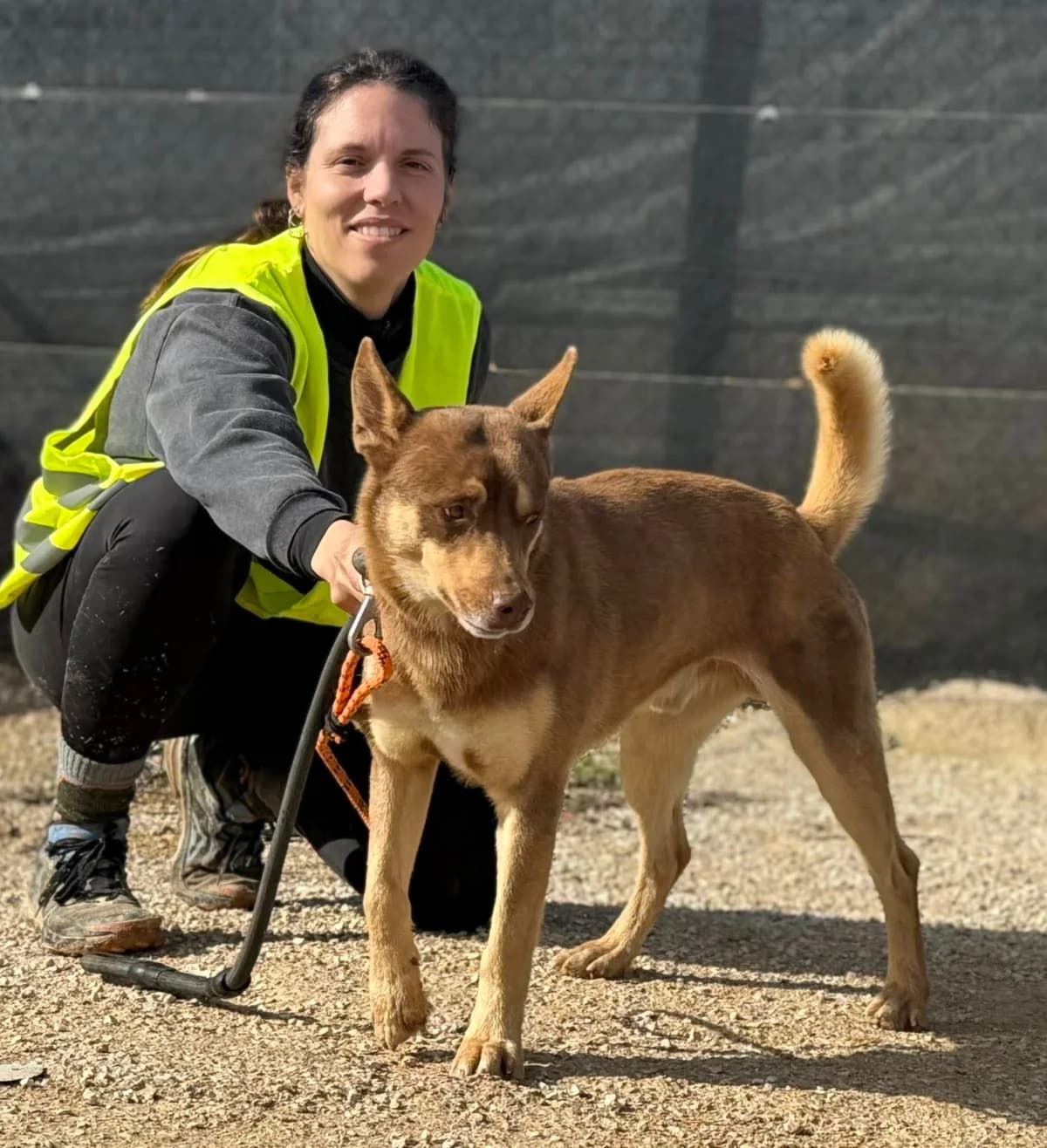 SEBAS, male Mixed Breed for adoption at Murcia), Lips Rescue photo 2