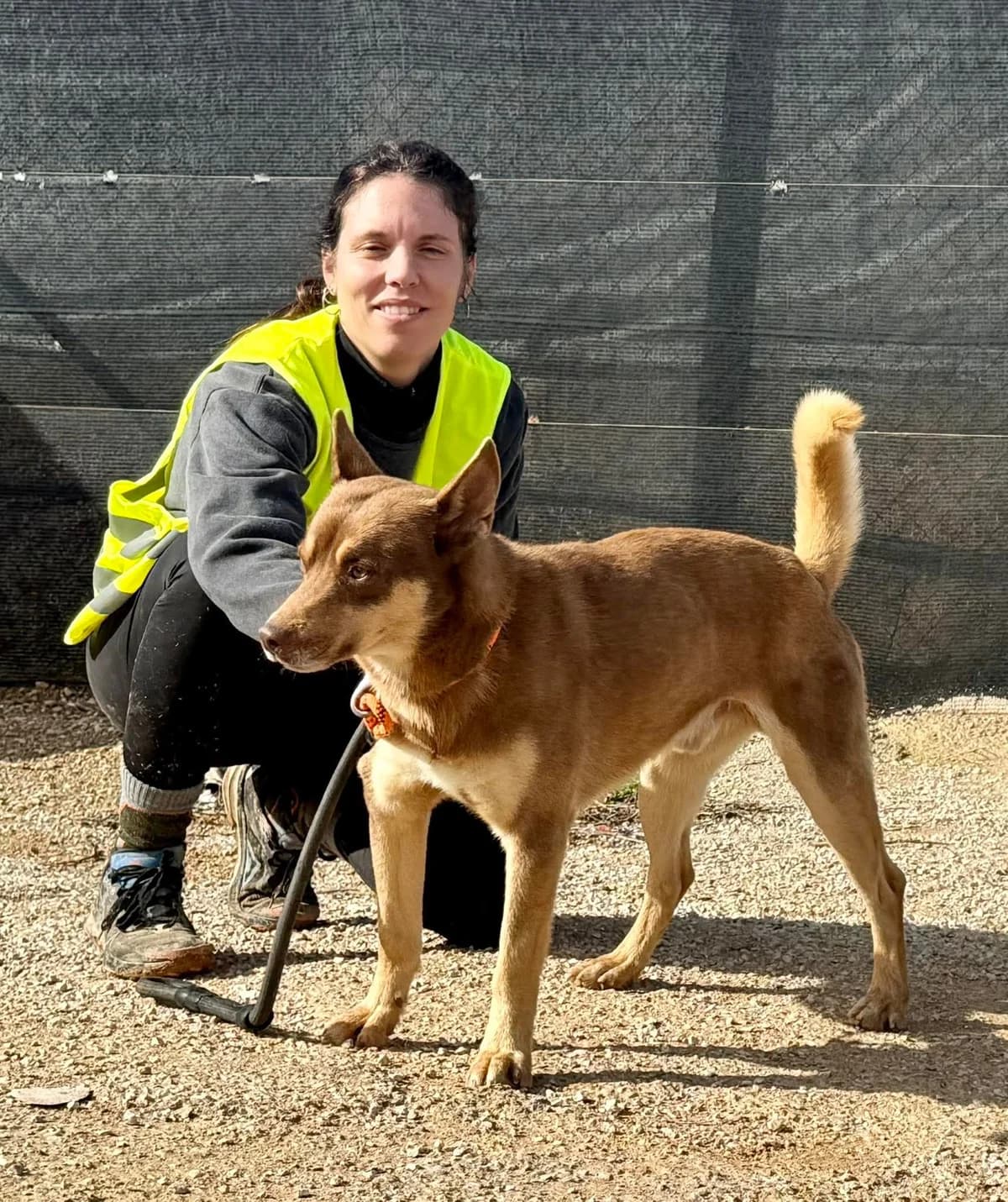 SEBAS, male Mixed Breed for adoption at Murcia), Lips Rescue photo 4