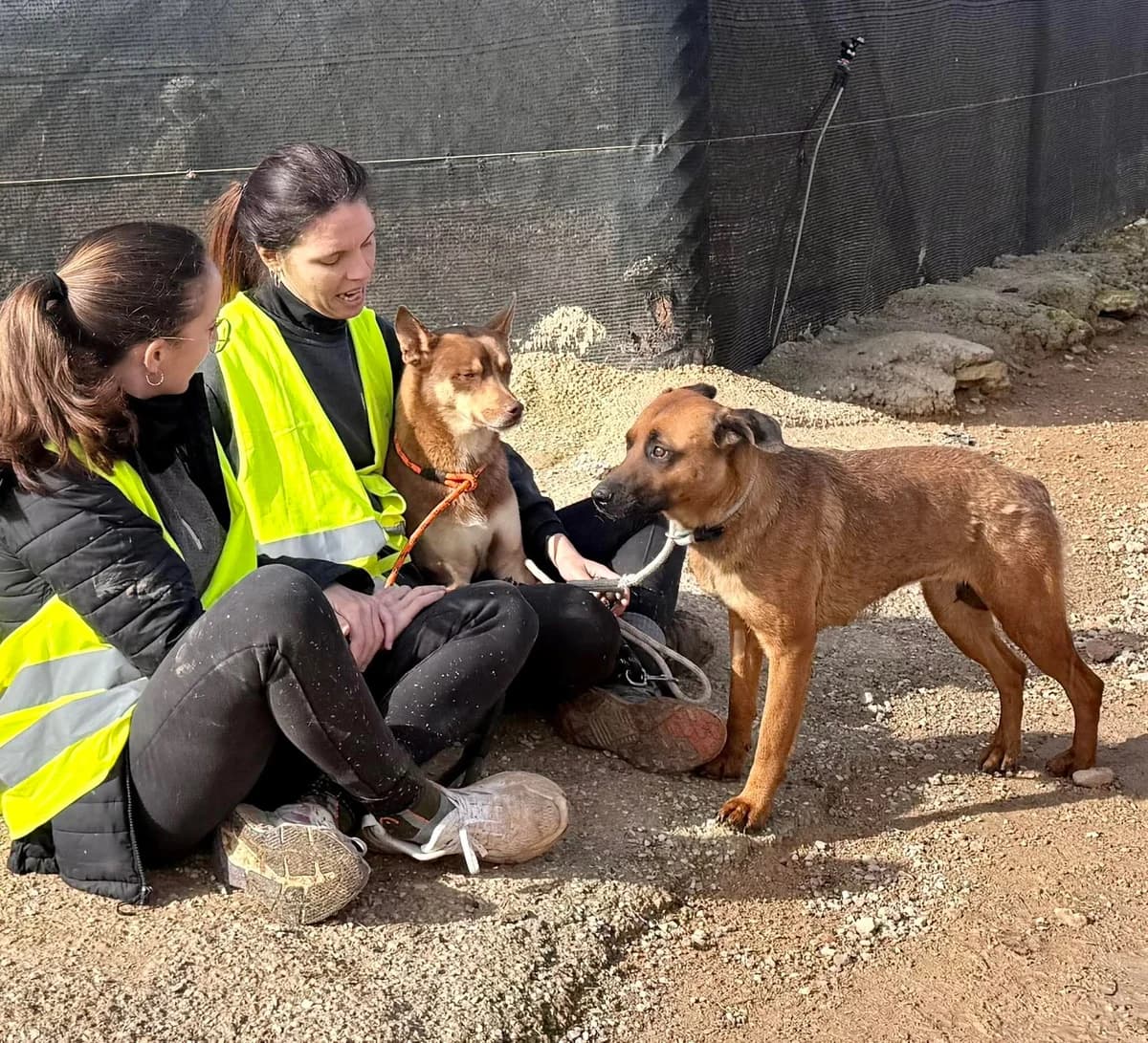 SEBAS, male Mixed Breed for adoption at Murcia), Lips Rescue photo 5