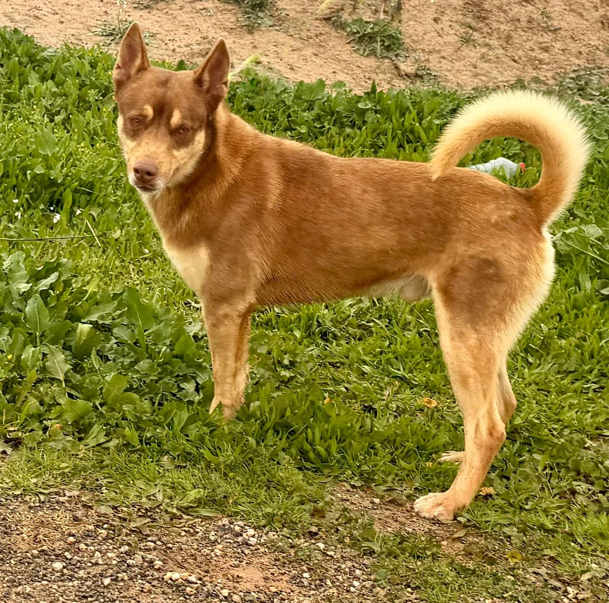 SEBAS, male Mixed Breed for adoption at Murcia), Lips Rescue photo 6