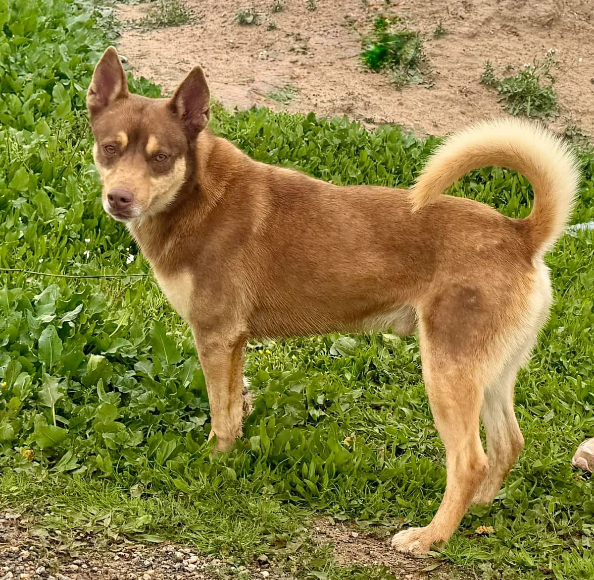 SEBAS, male Mixed Breed for adoption at Murcia), Lips Rescue photo 7