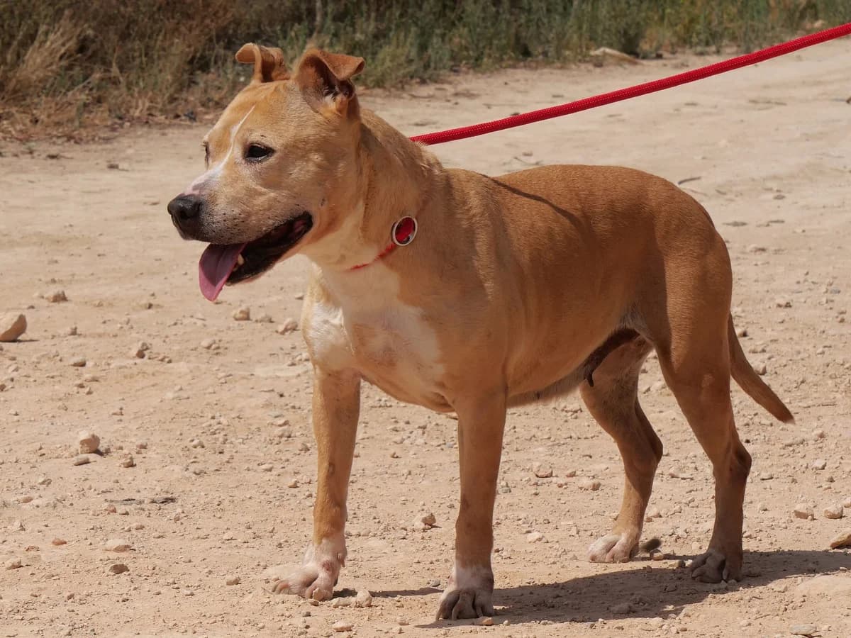SERENA (PPP), female Mixed Breed for adoption at Murcia), Lips Rescue