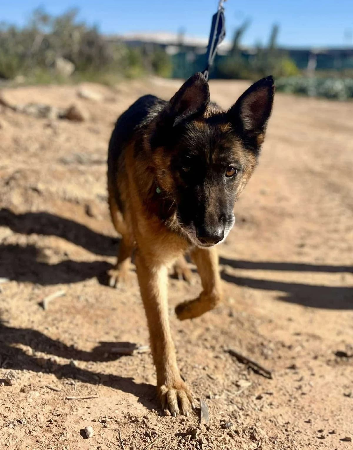 SIA **RESERVED** 28/3/26 (ASENA), female Mixed Breed for adoption at Lips Rescue