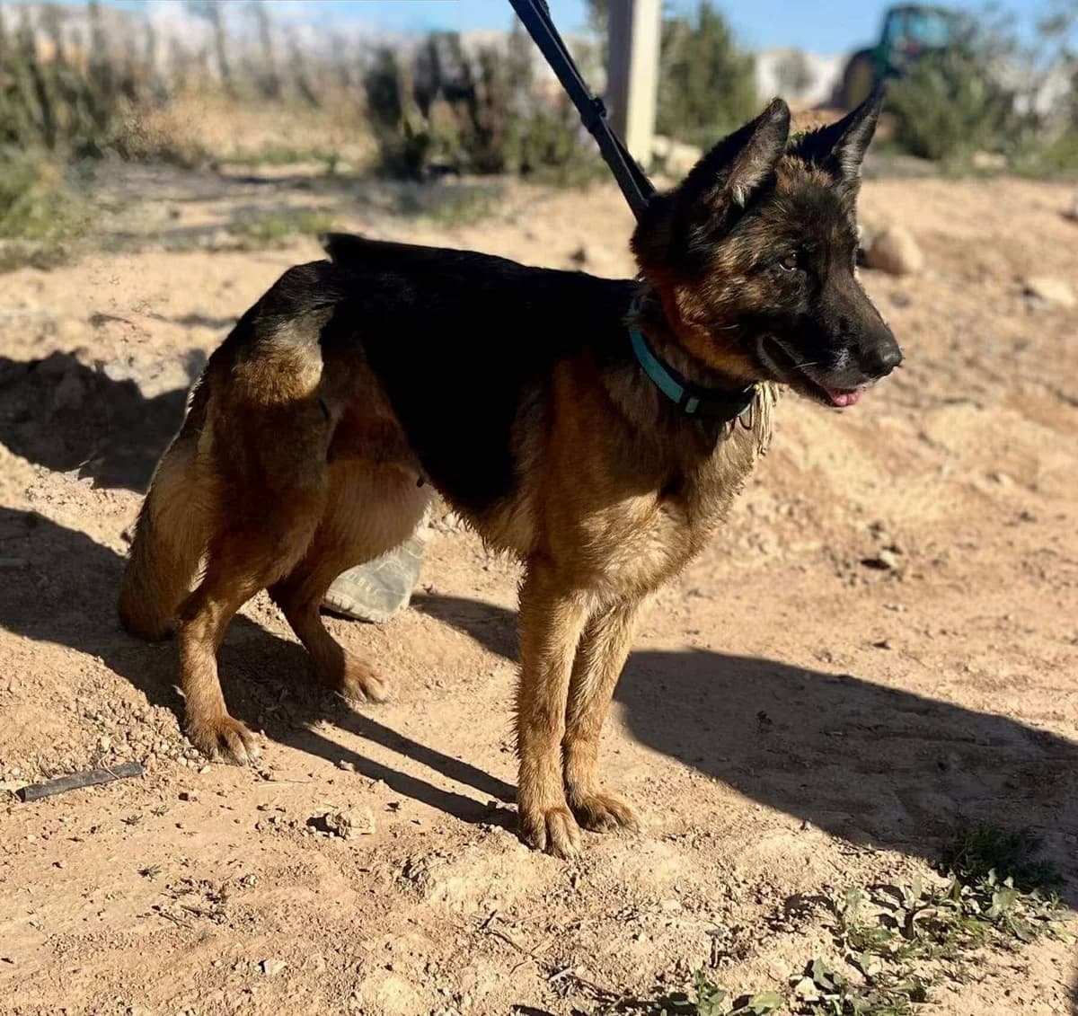 SIA **RESERVED** 28/3/26 (ASENA), female Mixed Breed for adoption at Murcia), Lips Rescue photo 3