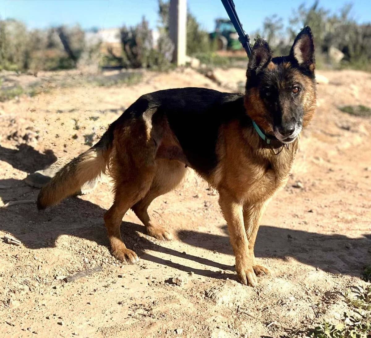 SIA **RESERVED** 28/3/26 (ASENA), female Mixed Breed for adoption at Murcia), Lips Rescue photo 5